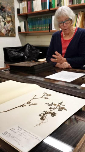 Sandra Mackin showcasing the oldest specimen in the Herbarium: a Hibiscus trionum, L. dating back to 1840!